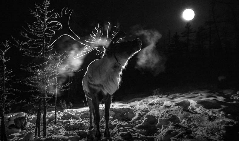 best animal photos mongolia 